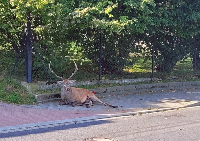 Radna i jeleń na Langiewicza