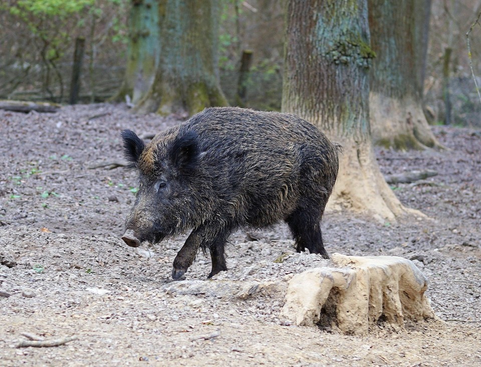 Dziki w mieście. Prawo jest po stronie… zwierząt