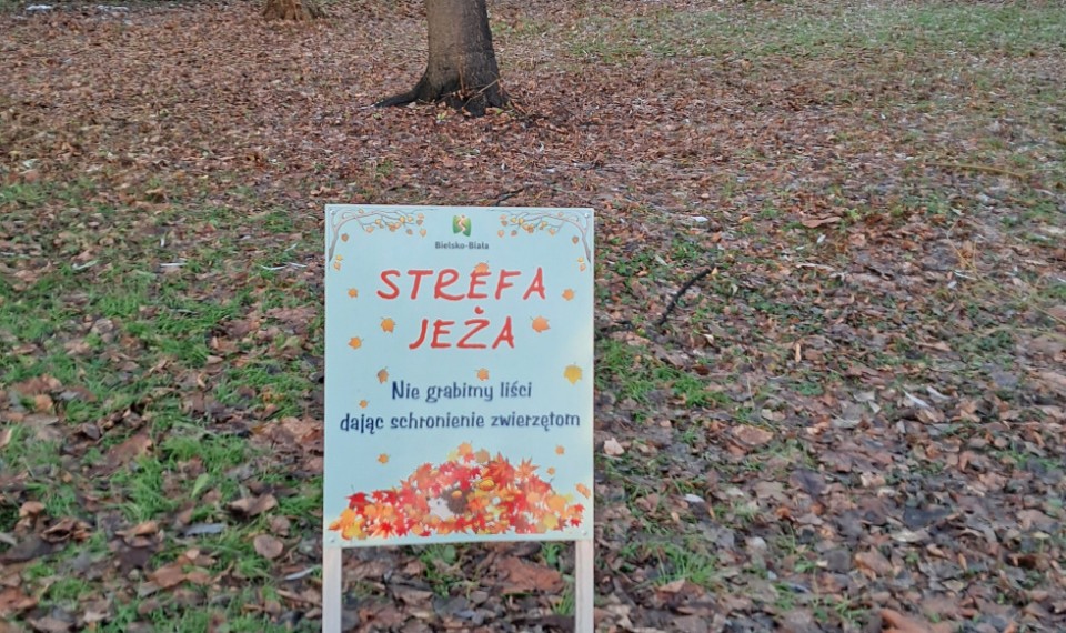 BIelsko-Biała kocha jeże