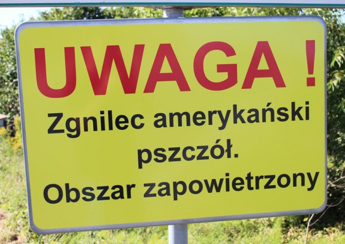 Zgnilec amerykański pszczół. Cóż to takiego?