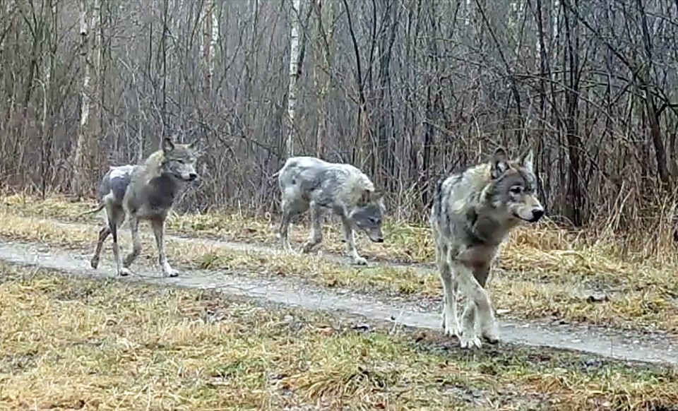 Nie widzieli chorych zwierząt, ale warto być ostrożnym