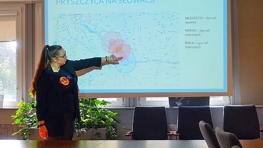 Bielskie świnie zagrożone