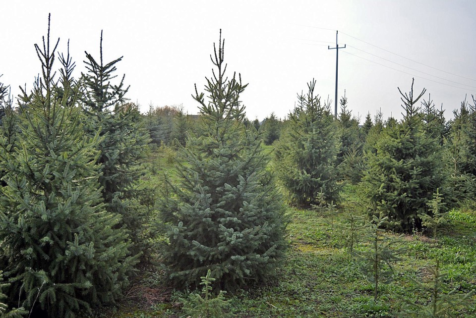 Indywidualna, świeża, naturalna