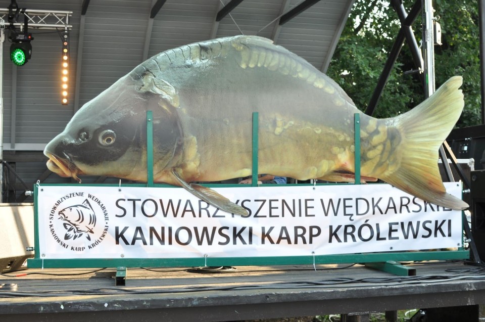 Święto Karpia w Kaniowie