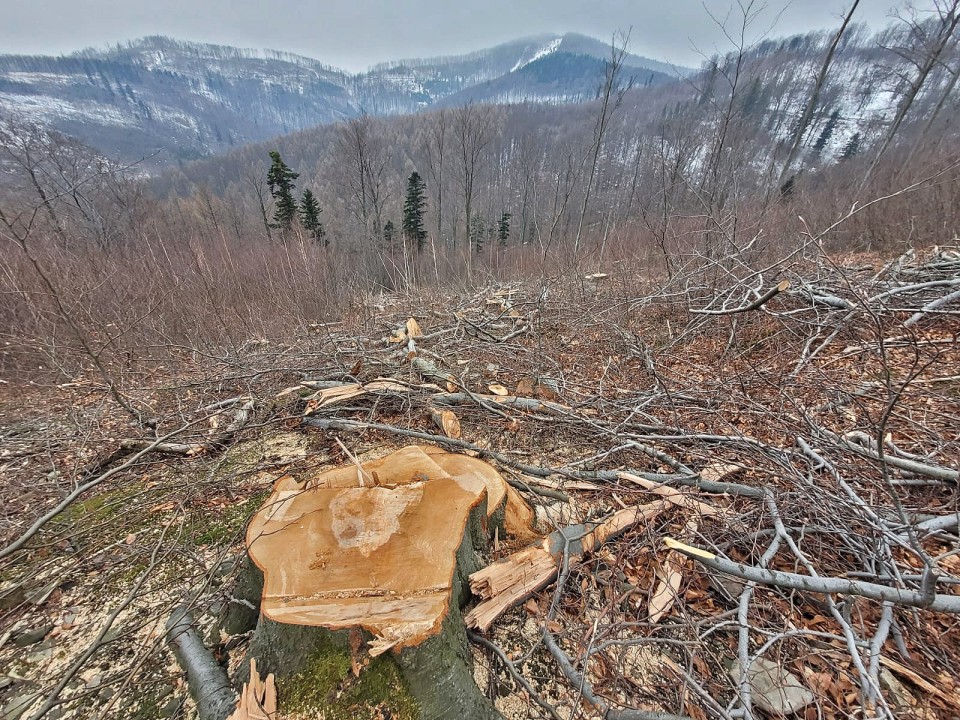 Bielszczanie bronią lasów. Ponad cztery tysiące podpisów