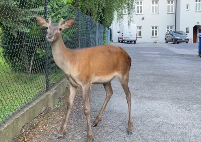 Jelonek przyszedł na egzamin. Interwencja weterynaryjna w centrum miasta