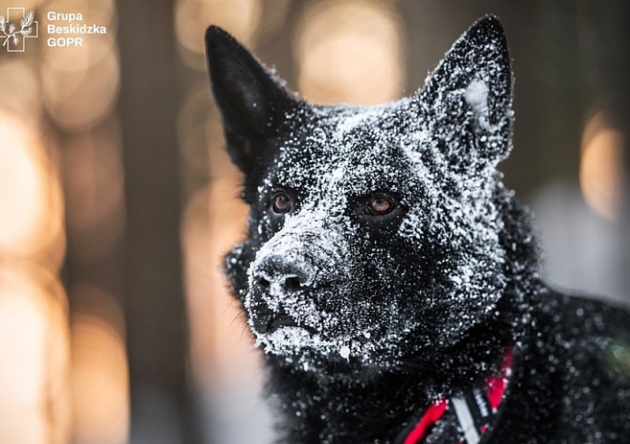 Denver z Beskidów – pies doskonały