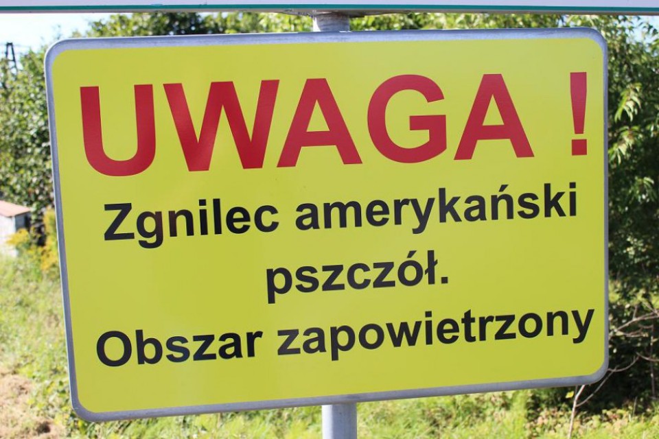 Zgnilec amerykański pszczół. Cóż to takiego?