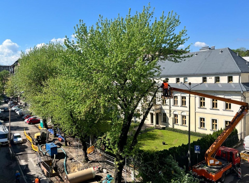 Przy 1 Maja ścinają kolejne drzewa