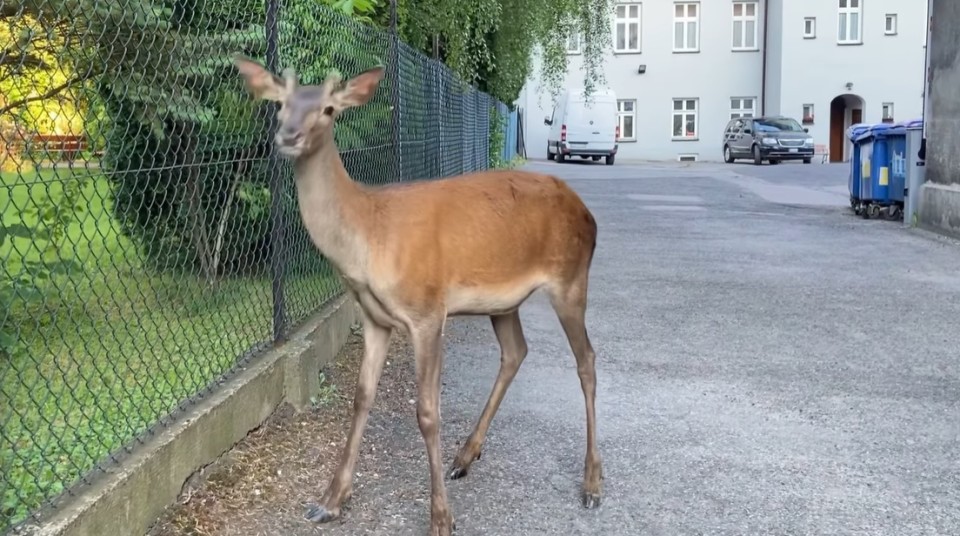 Jelonek przyszedł na egzamin. Interwencja weterynaryjna w centrum miasta